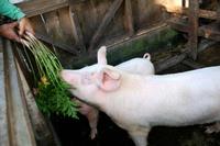 Glückliche Schweine &ndash; &copy; Annett Müller (Eberhardt TRAVEL)